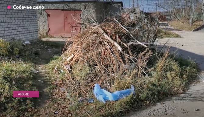«Колбасу не тронули, а человека сожрали»: собаки напали на женщину в Брянске