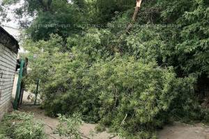 В Брянске рухнуло дерево возле спортшколы по гимнастике