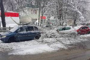 За сутки в Брянске из-за снега рухнули 11 деревьев