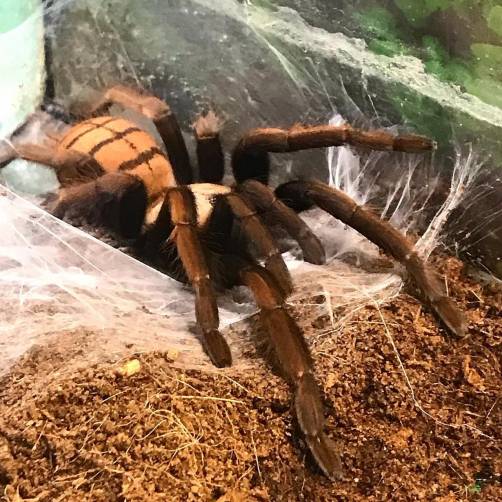 В Клинцах откроют выставку живых пауков
