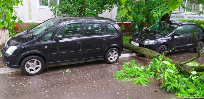 В Брянске два автомобиля чудом уцелели при падении дерева