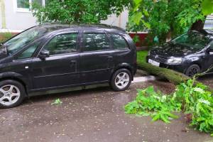 В Брянске два автомобиля чудом уцелели при падении дерева