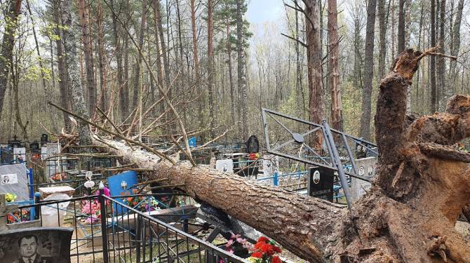 В Брянске из-за сильного ветра на кладбище упало дерево