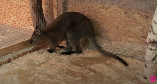 В зоопарке Брянска появился на свет малыш кенгуру
