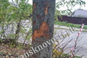 В новозыбковском парке смертельно ранили деревья