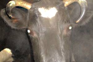 Белорус пытался незаконно ввезти на Брянщину 4 коровы