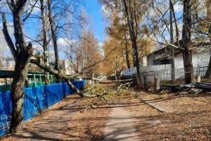 В Брянске возле школы №60 на дорогу рухнуло дерево
