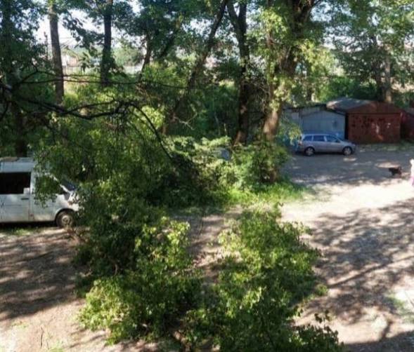 В Брянске на припаркованные автомобили упало дерево