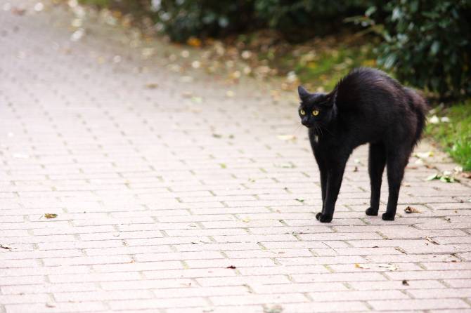 Брянские зоозащитники опасаются за судьбу черных кошек в пятницу 13-го
