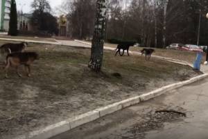 Собаки захватили территорию у губернаторского дворца имени Гагарина в Брянске