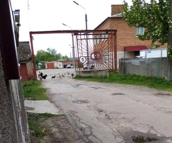 В Новозыбкове жителей улицы держит в страхе стая бездомных собак