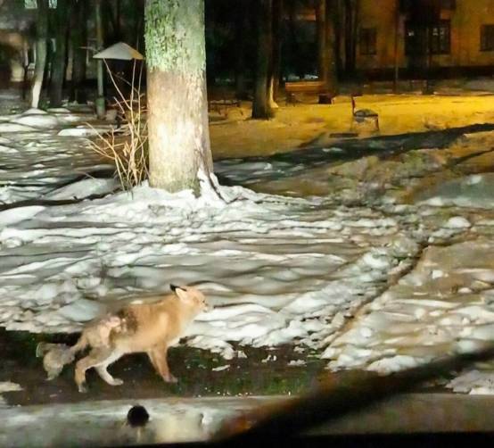 В брянском посёлке Белые Берега к людям пришла голодная лиса
