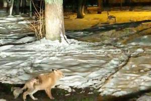 В брянском посёлке Белые Берега к людям пришла голодная лиса