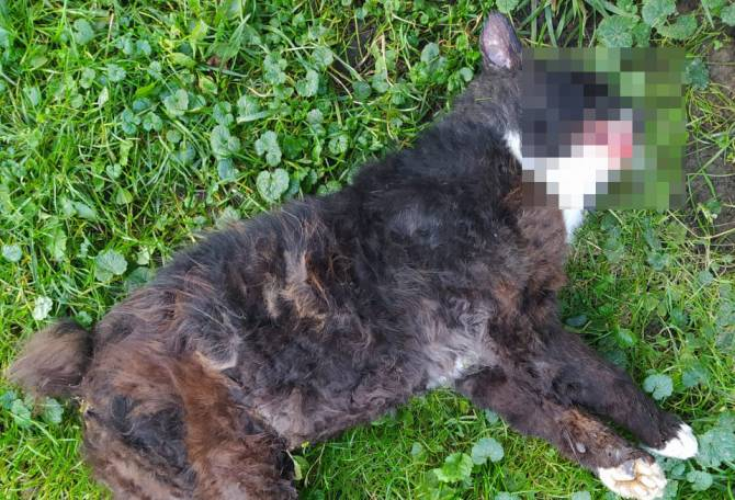 В Мглине водителя судебных приставов наказали за убитого кота