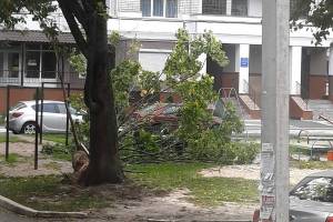 В Брянске ураганный ветер повалил дерево на детскую площадку