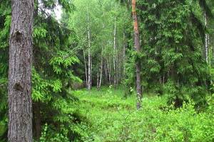 В Брянске «Чистая планета» помогла навести порядок в белобережском лесу