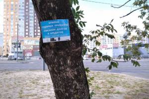 Брянские деревья освободят от незаконной рекламы