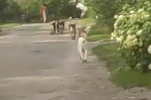 В Брянске бездомные псы захватили улицу Тютчева