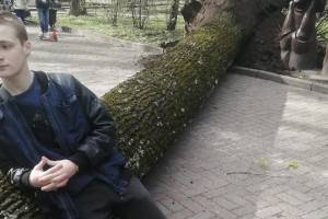 В Брянске в парке Толстого рухнуло огромное дерево