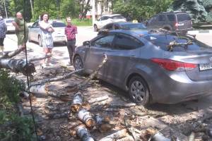 В Клинцах дерево рухнуло на припаркованную машину