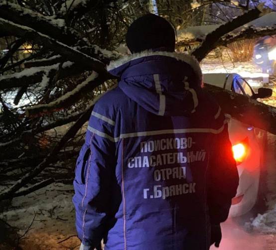 После снегопада в Брянске убрали 87 поваленных деревьев