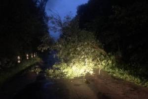 Под Новозыбковом упавшие деревья перекрыли дорогу