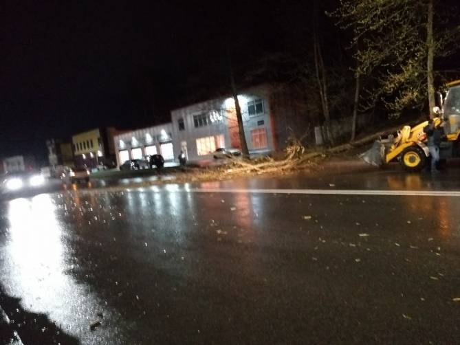 В Брянске на улице Флотской дерево рухнуло на дорогу
