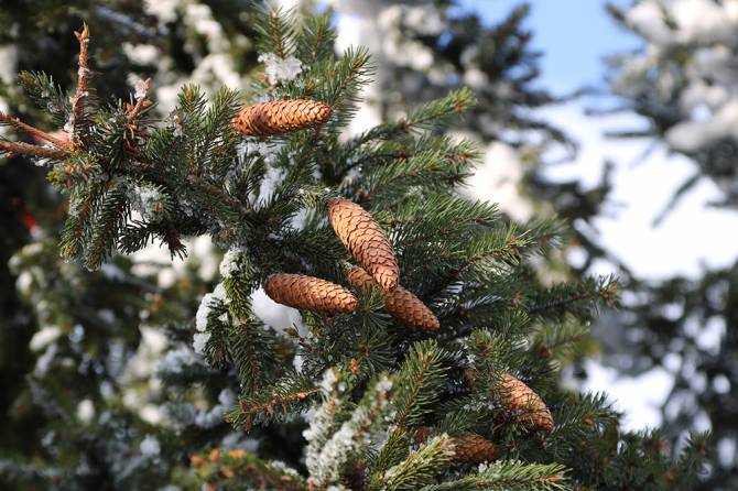 В Брянске отменили традиционное открытие первой елки
