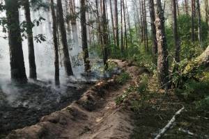 Под Новозыбковом 3 сентября тушили лесной пожар