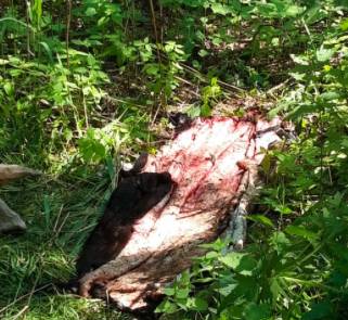 Житель Суражского района похитил корову «Брянской мясной компании»