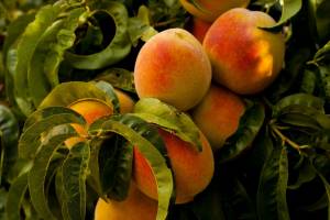 На Брянщине забраковали 10 тонн турецких персиков