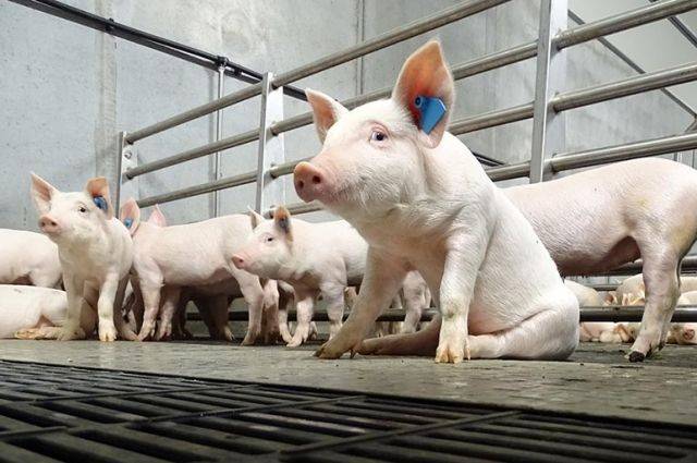 В Брянской области «Мираторг» построит крупные свинокомплексы 