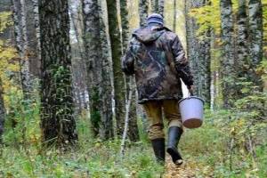 В лесах Брянской области трагически погибли трое грибников