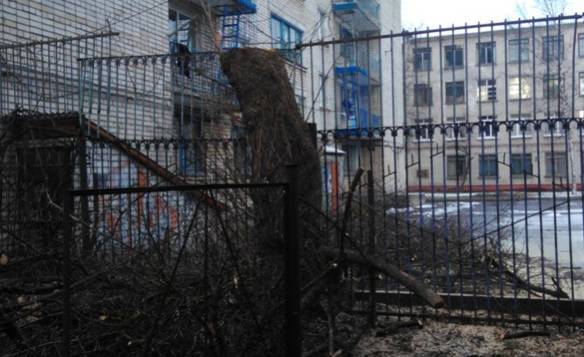 Брянская прокуратура проверит варварское уничтожение деревьев у БГТУ