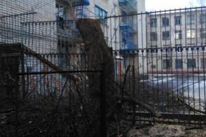 Брянская прокуратура проверит варварское уничтожение деревьев у БГТУ