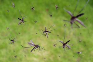 Жителей Климовского района атаковали полчища комаров и мошек