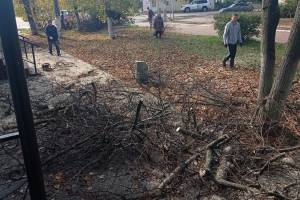 В Навле варварски вырубили деревья на центральной аллее