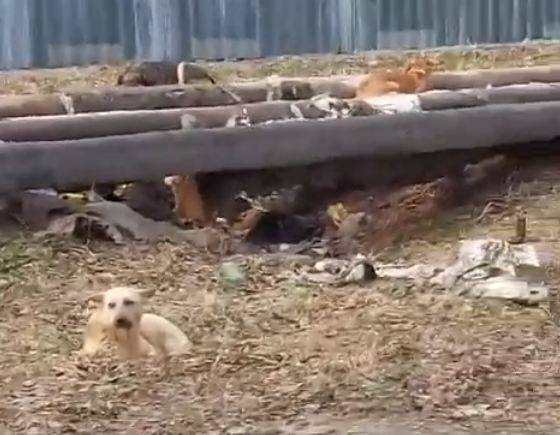 В Брянске детсад по улице Крахмалева оккупировали бродячие собаки и алкаши