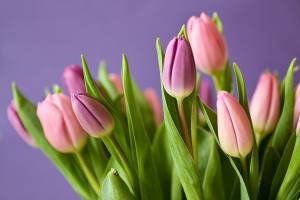 В Брянске женщинам-медикам 8 марта вручат тюльпаны