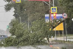 В Брянске рухнувшие деревья разбили 8 автомобилей