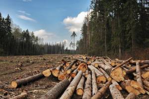 На Брянщине вырубались леса на особо охраняемых природных территориях