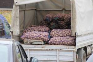 Брянская область заняла второе место в России по сбору картофеля