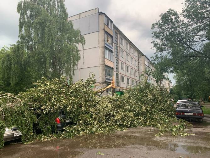 В Брянске упавшее дерево придавило припаркованные машины