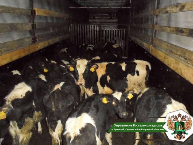 Брянские пограничники задержали грузовик с 50 коровами из Беларуси