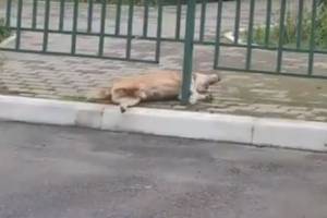 В Брянске догхантеры отравили собак в микрорайоне Сосновый Бор