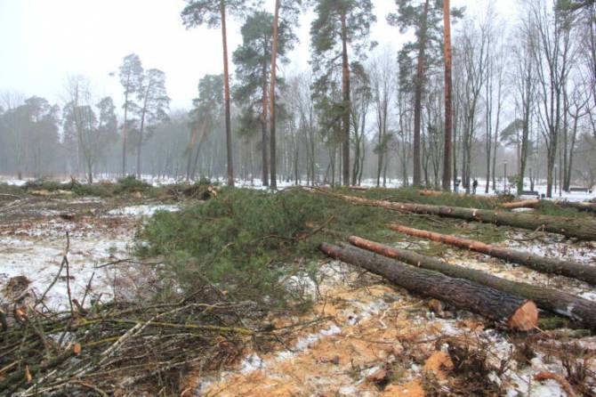 В Клинцах разрешение на вырубку вековых сосен выдали незаконно