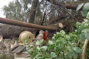 Из-за урагана в Брянской области без света остались 1200 человек