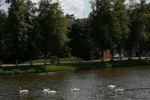 В центре Новозыбкова остановились на отдых дикие лебеди