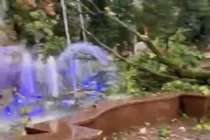 В Брянске рухнуло дерево в фонтан Круглого сквера