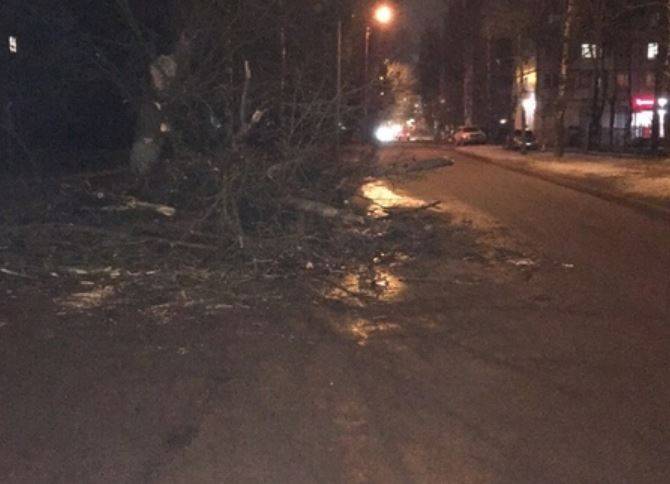 В Брянске на улице Орловской на дорогу рухнуло дерево